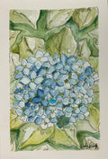 Blue Hydrangeas, 5.5 x 8.5 Original
